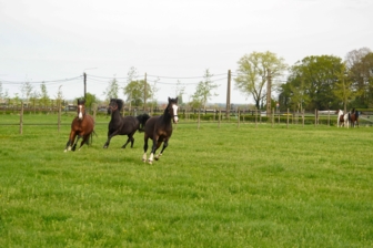 De paardenmolen
