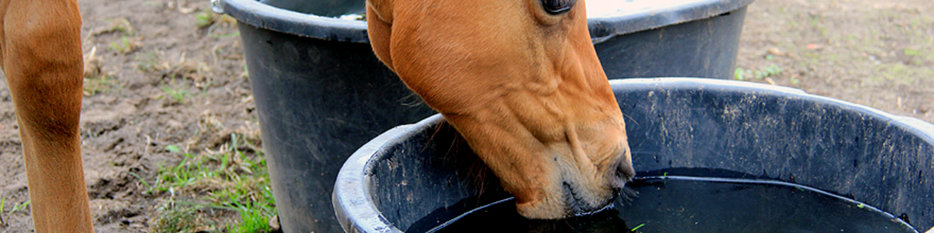Normen rond drinkwater voor paarden