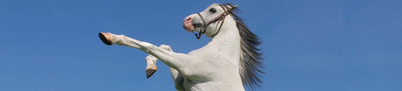 Landbouwsubsidies en VLIF-steun in de Vlaamse Paardenhouderij