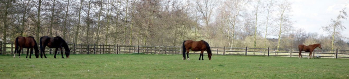 Gras- en hooiland voor paarden: Een ecologische troef