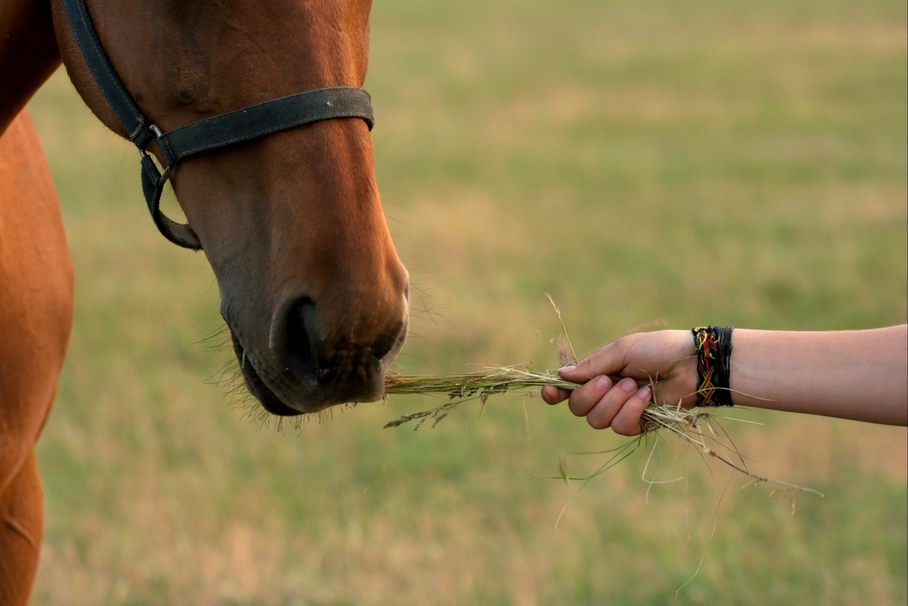 Voedingsrichtlijnen voor paarden met leverschade