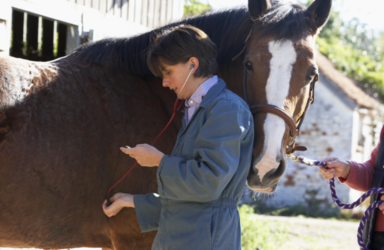 Juridisch kader voor betwistingen na verkoop over gebreken/niet-conforme levering bij paarden.