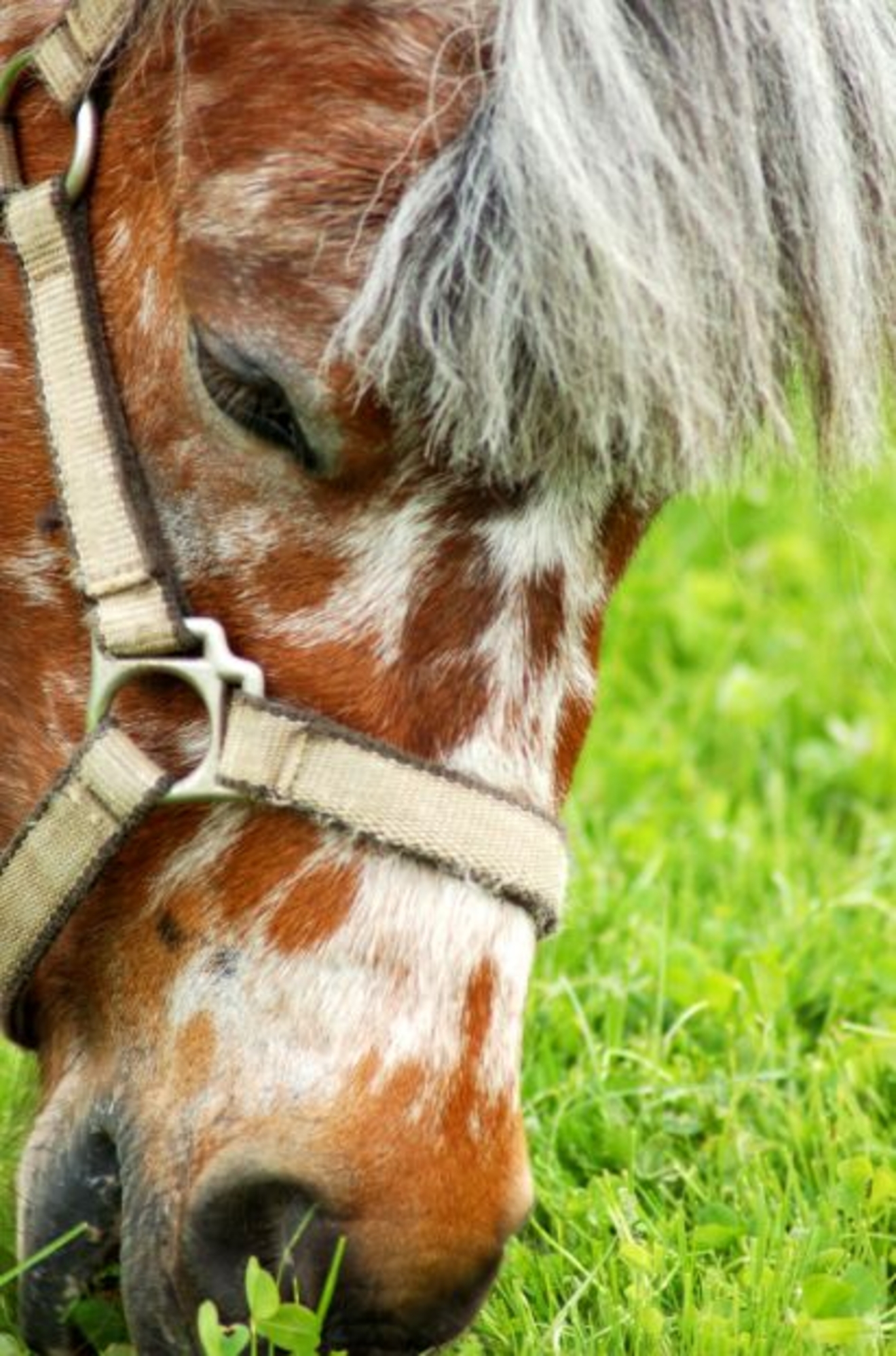 Optimale bemesting van de paardenweide: Meer, gezonder en smakelijker gras voor uw paarden