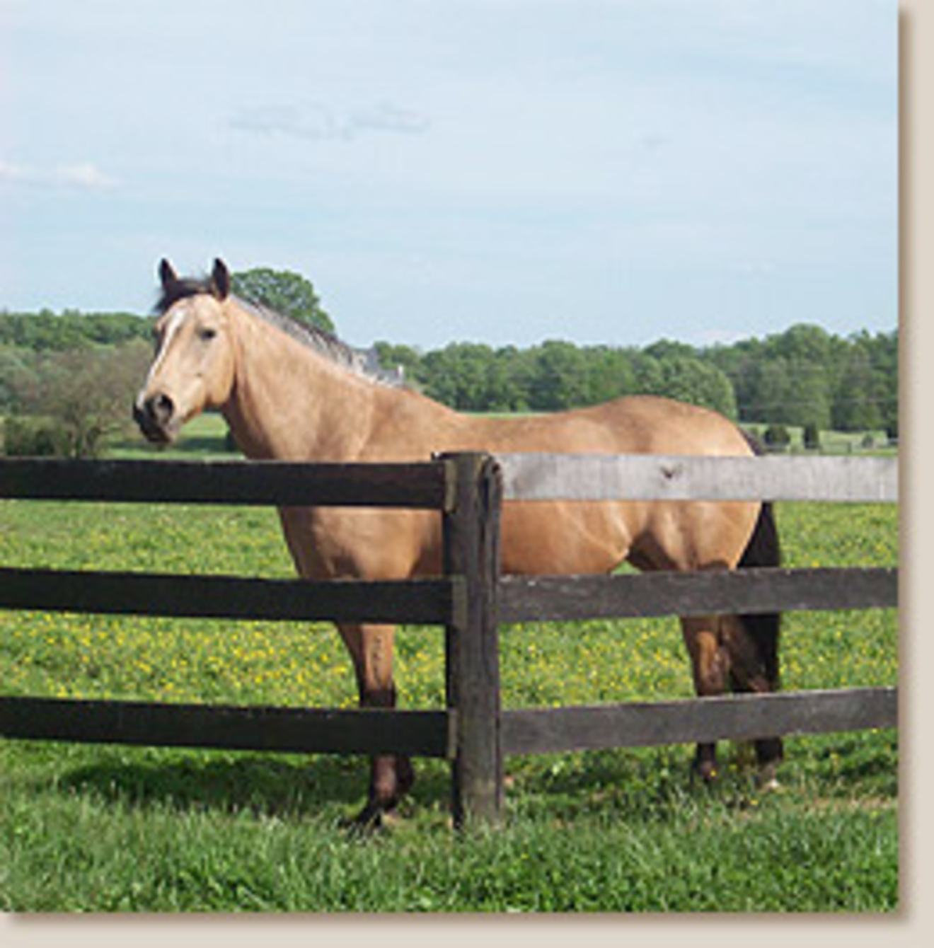 Veilige afsluiting voor paarden vrijgesteld van vergunning