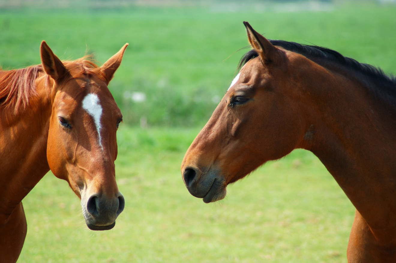 FAVV gaat verscherpt toezien op registratie van paarden