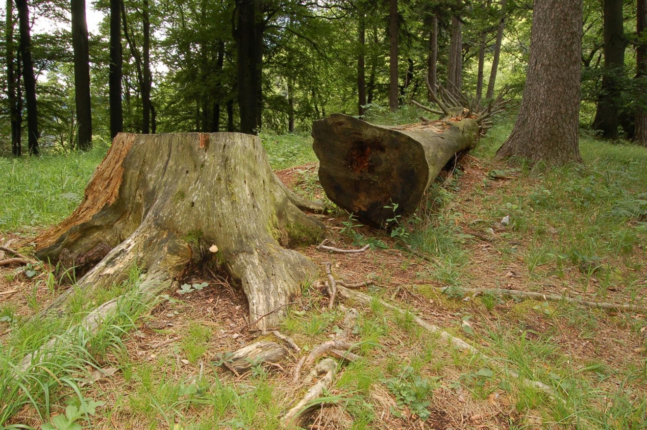 Bomen kappen en struiken verwijderen kan vaak niet zonder vergunning.
