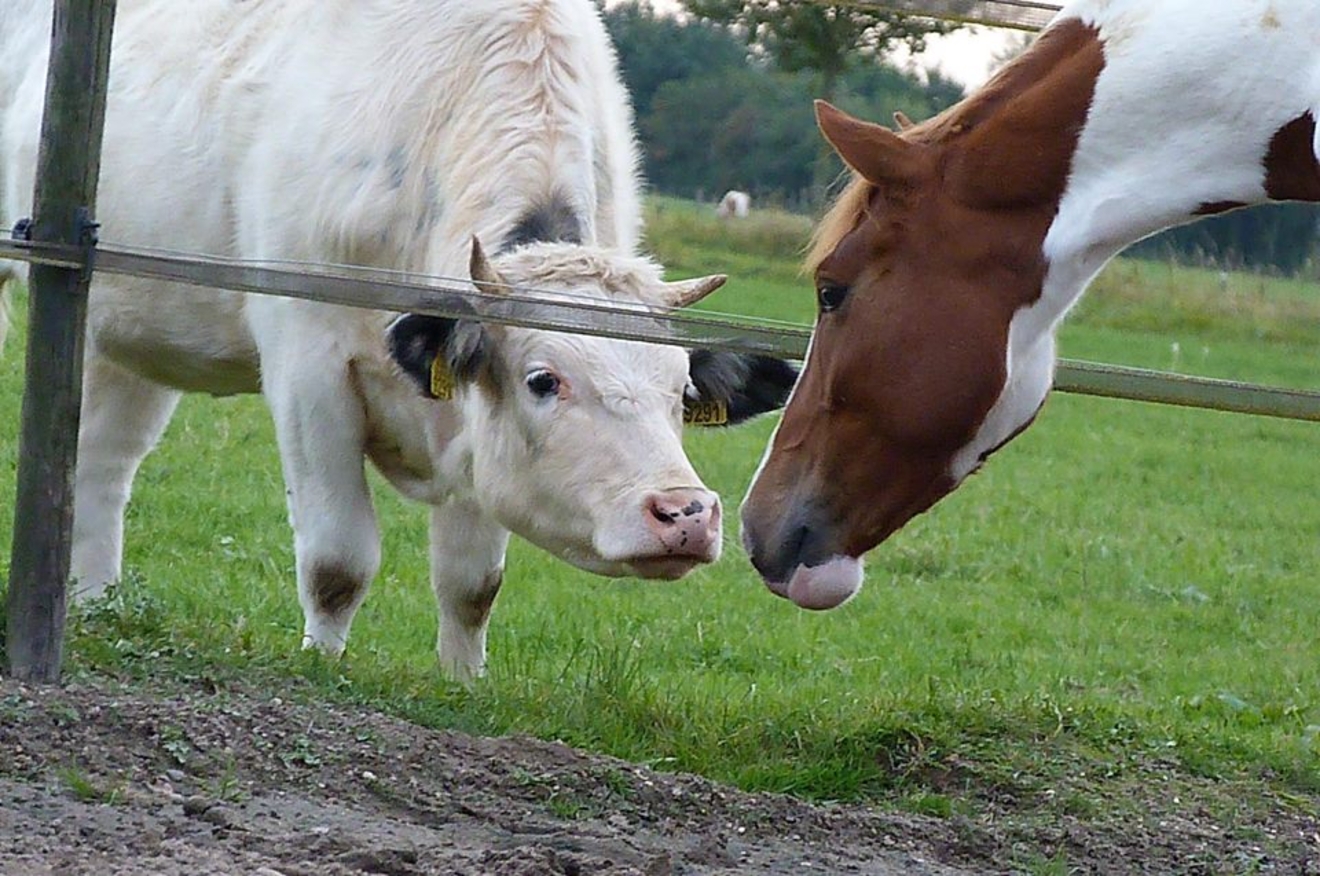Enkel door direct contact met de aangetaste runderen kan uw paard besmet worden. |  © Cheroney Holtman | CJH fotografie