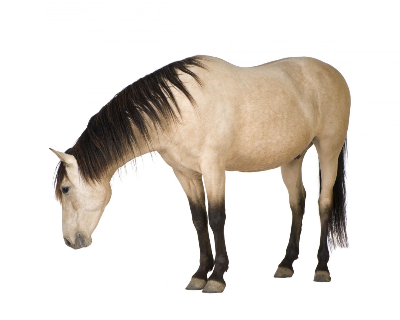 Nieuwe maatregelen voor paarden zonder gezondheidscertificaat
