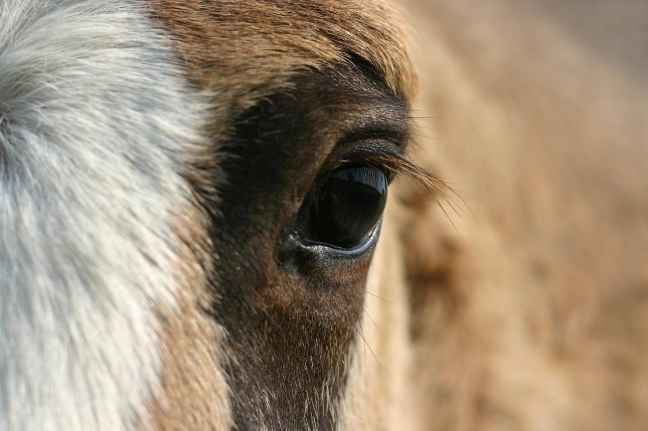 Rhinopneumonie: update 10 juni: twee aangetaste paarden, één in Bergen en één in Antwerpen