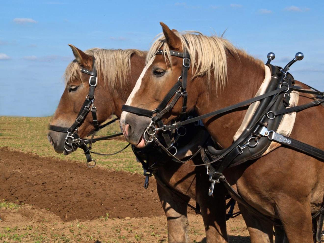 Minister Weyts wil een einde maken aan de blokstaarten bij paarden
