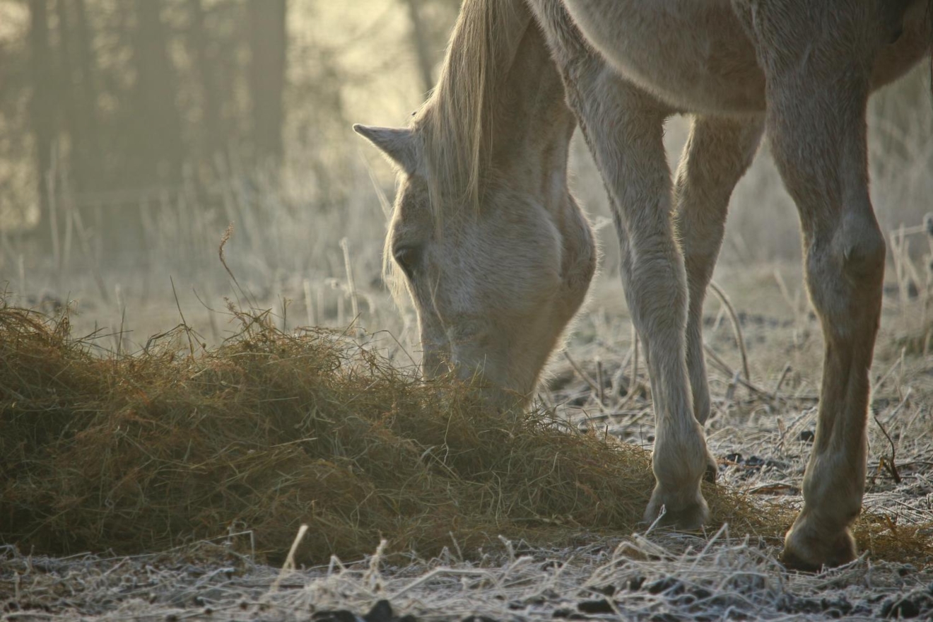 Wat voert u uw paard deze winter?