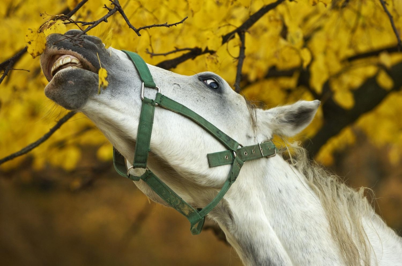 Lezing: giftigheid van planten voor paarden