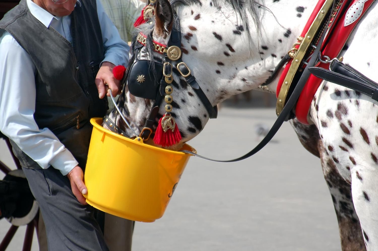 PaardenPunt Vlaanderen betreurt het verbod op koetsen in de stad Gent en opent de dialoog.