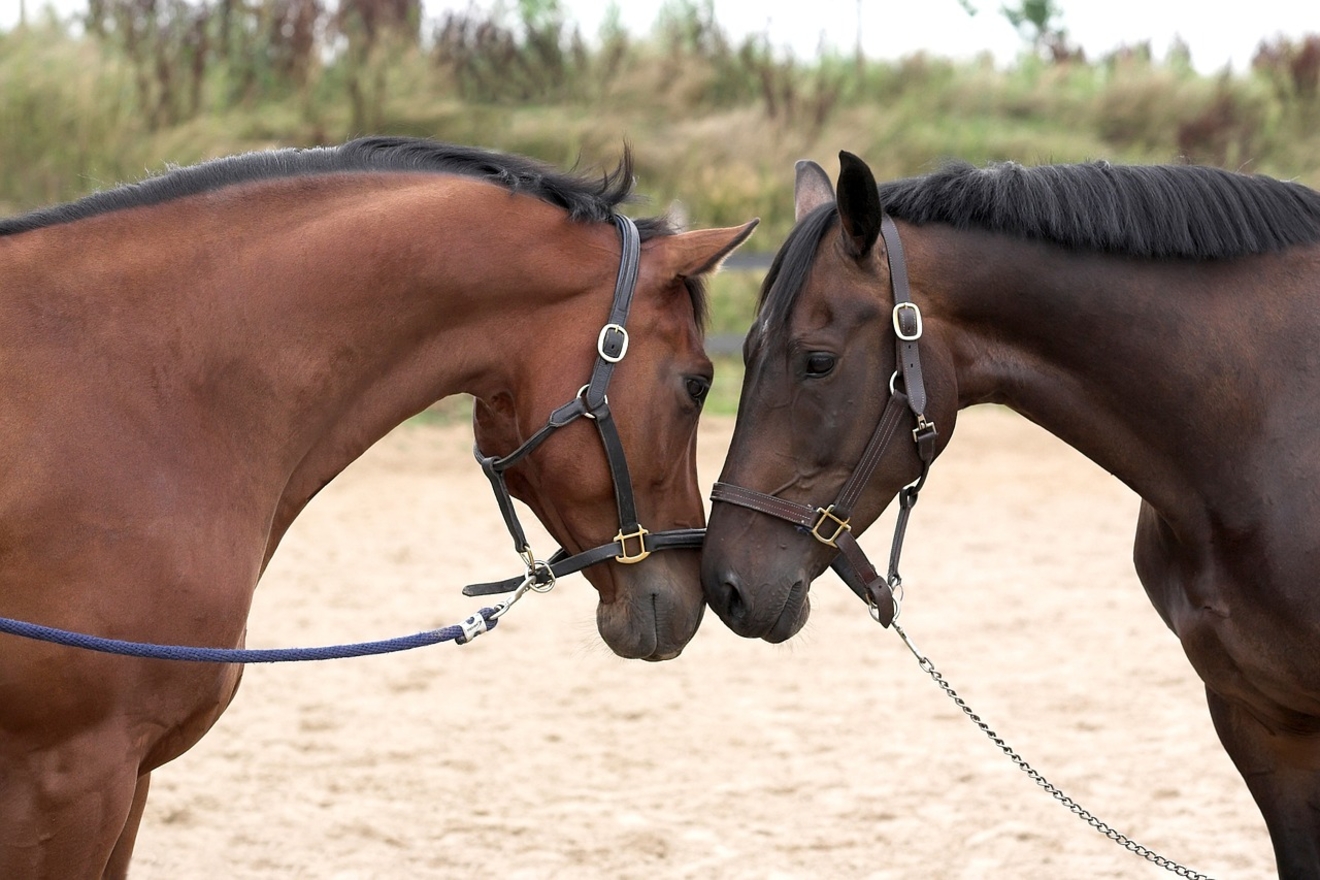 Stichting voor Paarden in Nood steunt 18 paardenhouderijen in nood!