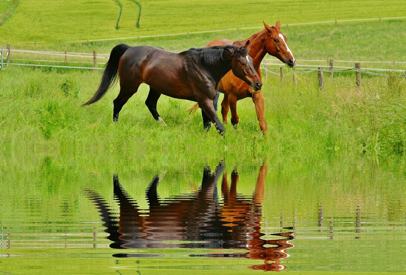 Oost-Vlaamse paardenhouders bouwen mee aan het landschap