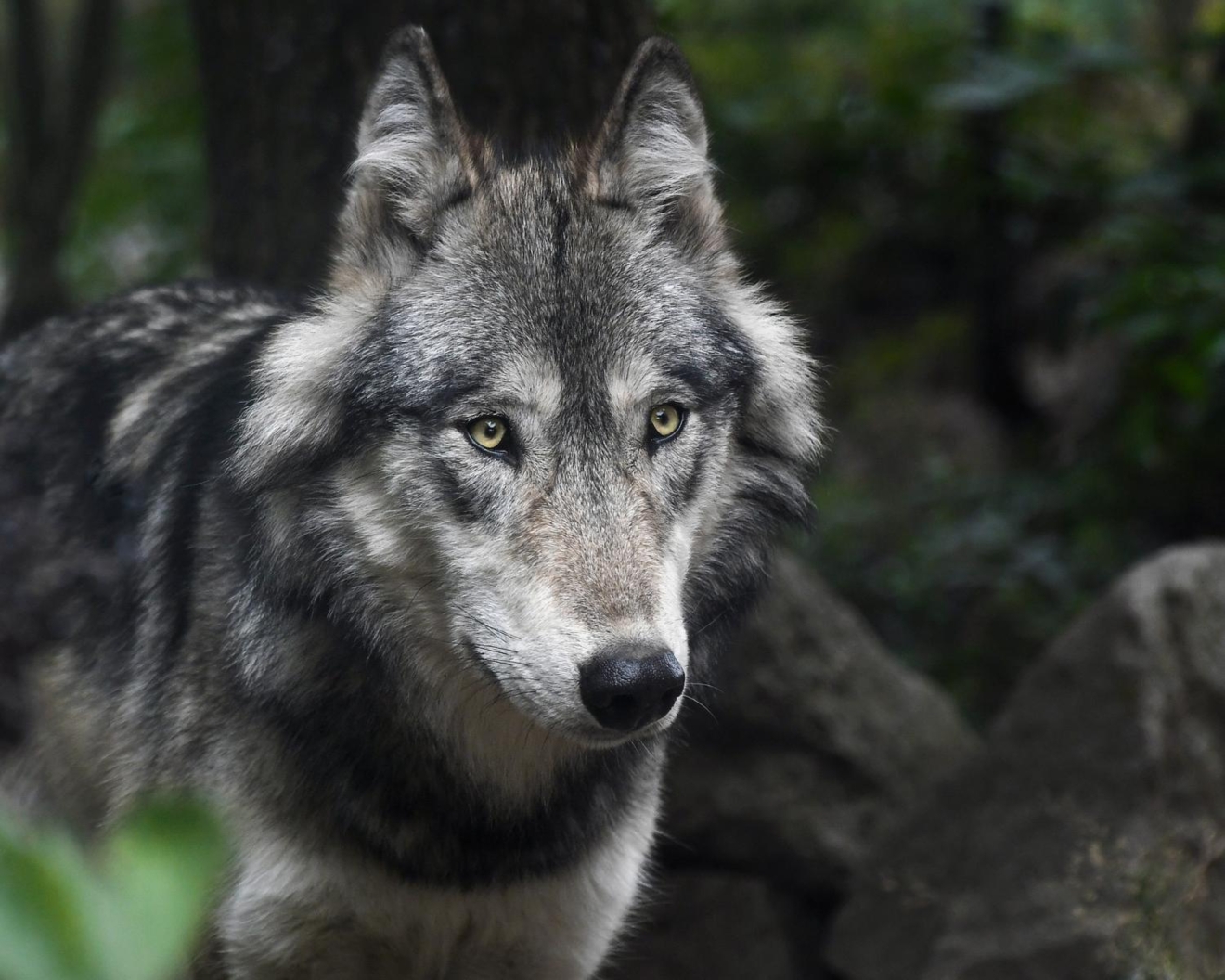 Wolf fencing team geeft advies en ondersteunt bij het wolfwerend maken van omheiningen