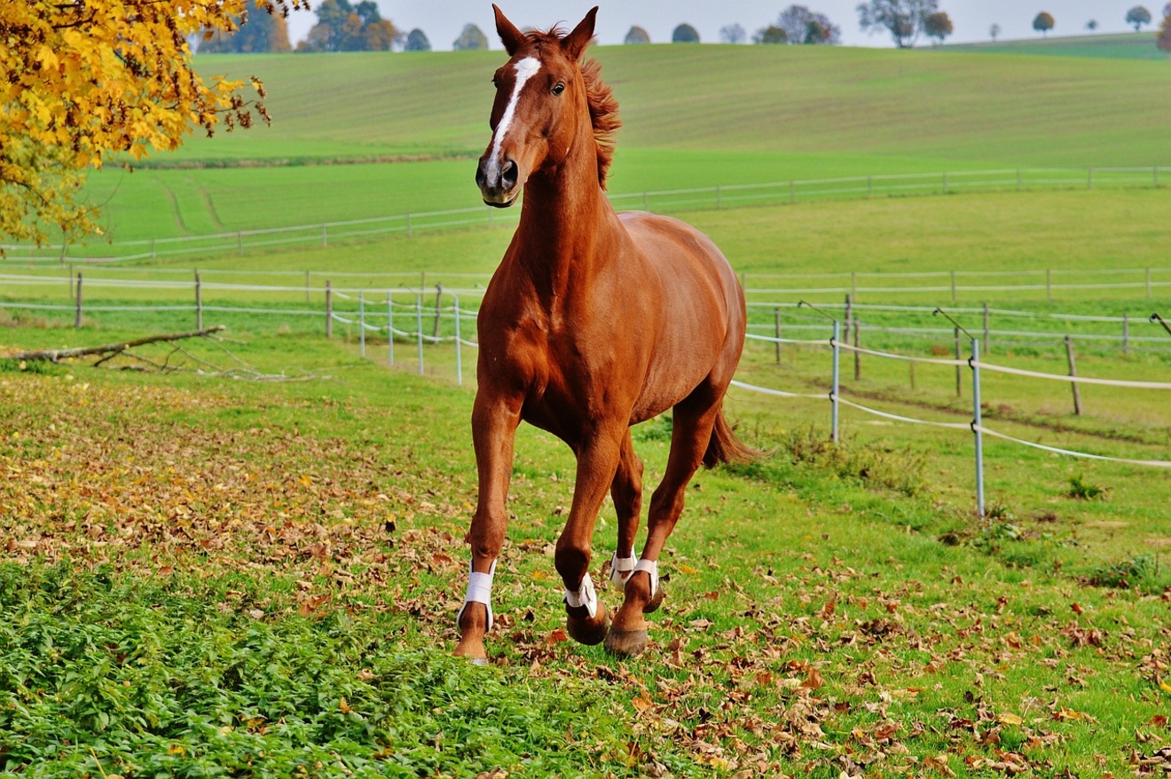 Herbekijk hier - Webinar: Het stikstofdossier, bedreigingen en kansen voor de paardensector