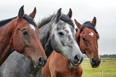 Avondseminarie | Opstart en fiscaliteit voor de professionele paardenhouder