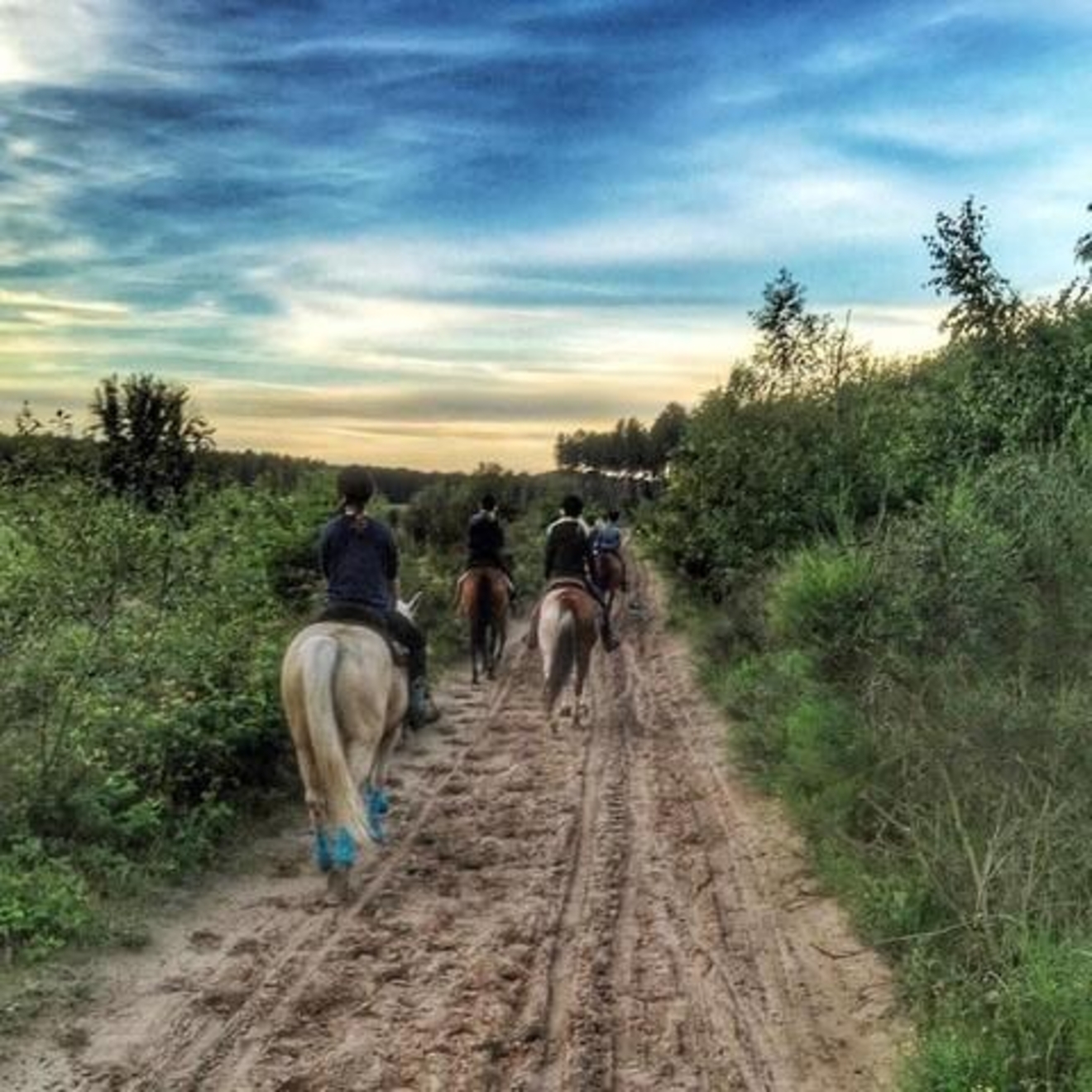 Horse Trail Riding