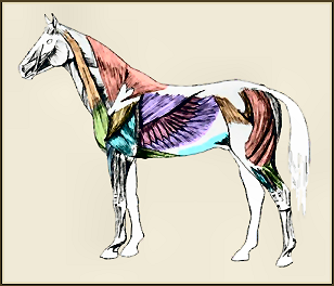 Atypische Myopathie - Een nieuwe en vaak fatale aandoening bij paarden