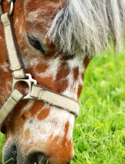 Optimale bemesting van de paardenweide: Meer, gezonder en smakelijker gras voor uw paarden