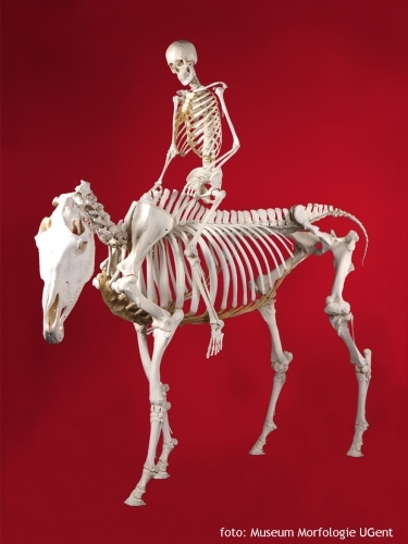 Stad Waregem zoekt materiaal voor tentoonstelling rond geneeskundige zorg voor paarden
