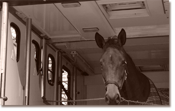 Paarden verdienen bekwame chauffeurs: Verplichtingen voor het vervoer van dieren