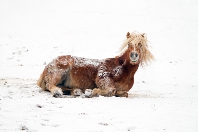 Winterse weidegang - Eerste steunbedrag Stichting voor Paarden in Nood uitgekeerd