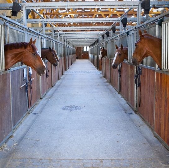 Actiepunten paardensector 2012