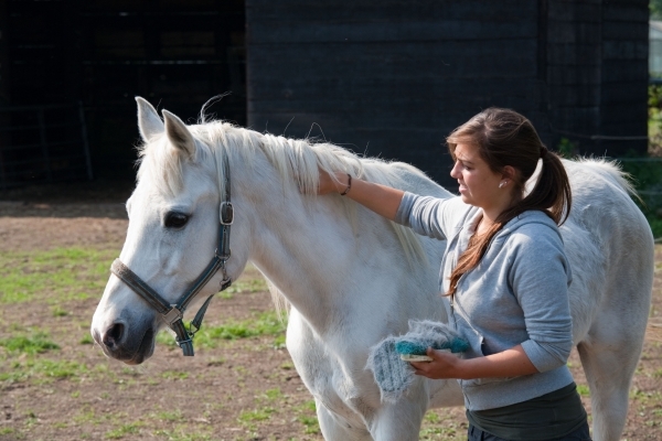 Raad voor dierenwelzijn formuleert advies over de erkenning van asielen voor paarden