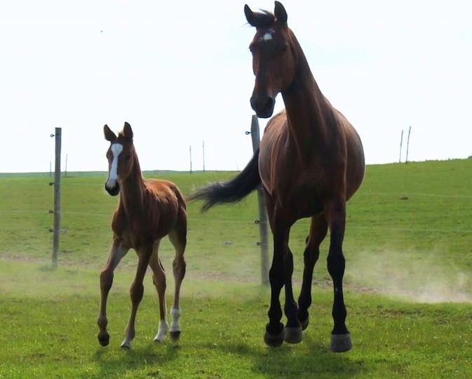 Nieuwe cijfers Vlaamse paardenfokkerij: Stijging aantal geregistreerde veulens in 2014
