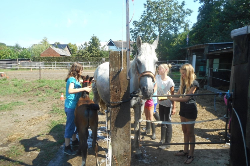 Paardenwasdag informeert kinderen over paardenverzorging en verkeersveiligheid