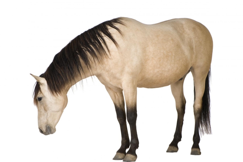 Nieuwe maatregelen voor paarden zonder gezondheidscertificaat