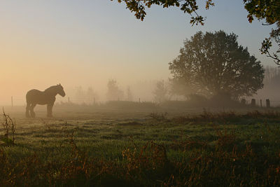 Provincie Antwerpen maakt werk van integratie paard in landschap