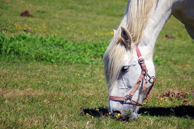 Webinar | De invloed van het stikstofdecreet op de paardensector
