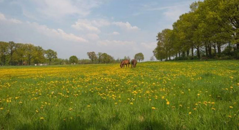 Vilt.be: Paardenhouderij helpt mee aan behoud waardevol grasland