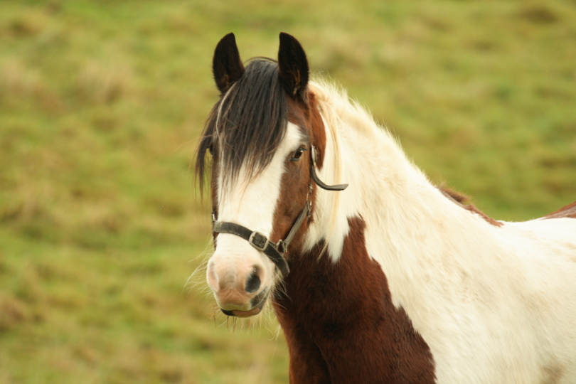 Stichting voor Paarden in nood vindt een akkoord met GAIA en The Old Horses Lodge