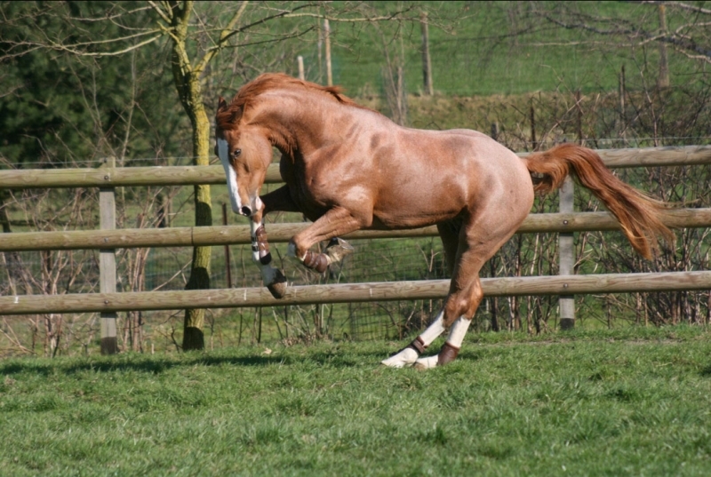 Nieuw revolutionair EMS-onderzoek van Equery zoekt 50 paarden