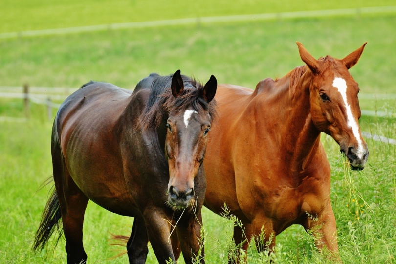 Kosten voor de ophaling van gestorven paarden