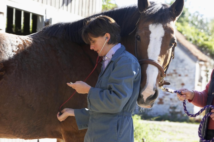 Vermoeden van ziekte bij paarden of huisdieren afkomstig uit Oekraïne? DGZ Labo biedt specifieke analysepaketten aan om ze te screenen