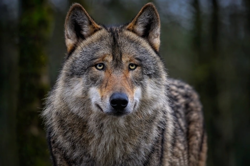 Verlenging en instelling schutkring in kader van preventie wolf