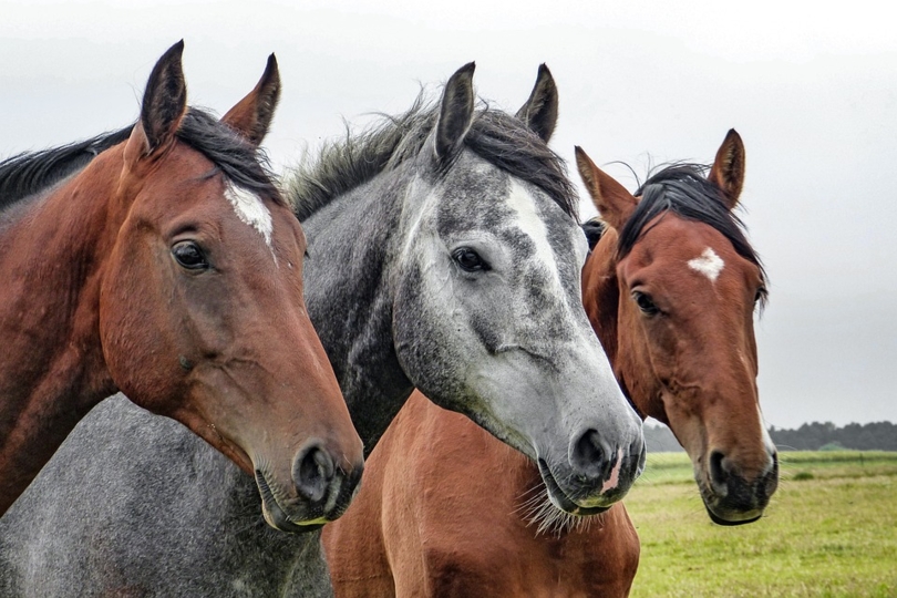 Uitnodiging infomoment 23/10 | Opstart, kostprijsanalyse en fiscaliteit voor de paardenhouder