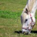 Webinar | De invloed van het stikstofdecreet op de paardensector
