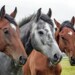 Avondseminarie | Opstart en fiscaliteit voor de professionele paardenhouder