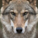 Infomarkt over de wolf op 17/6 in Oudsbergen: